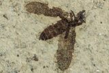 Detailed Fossil March Fly (Plecia) Plate - Wyoming #244997-2